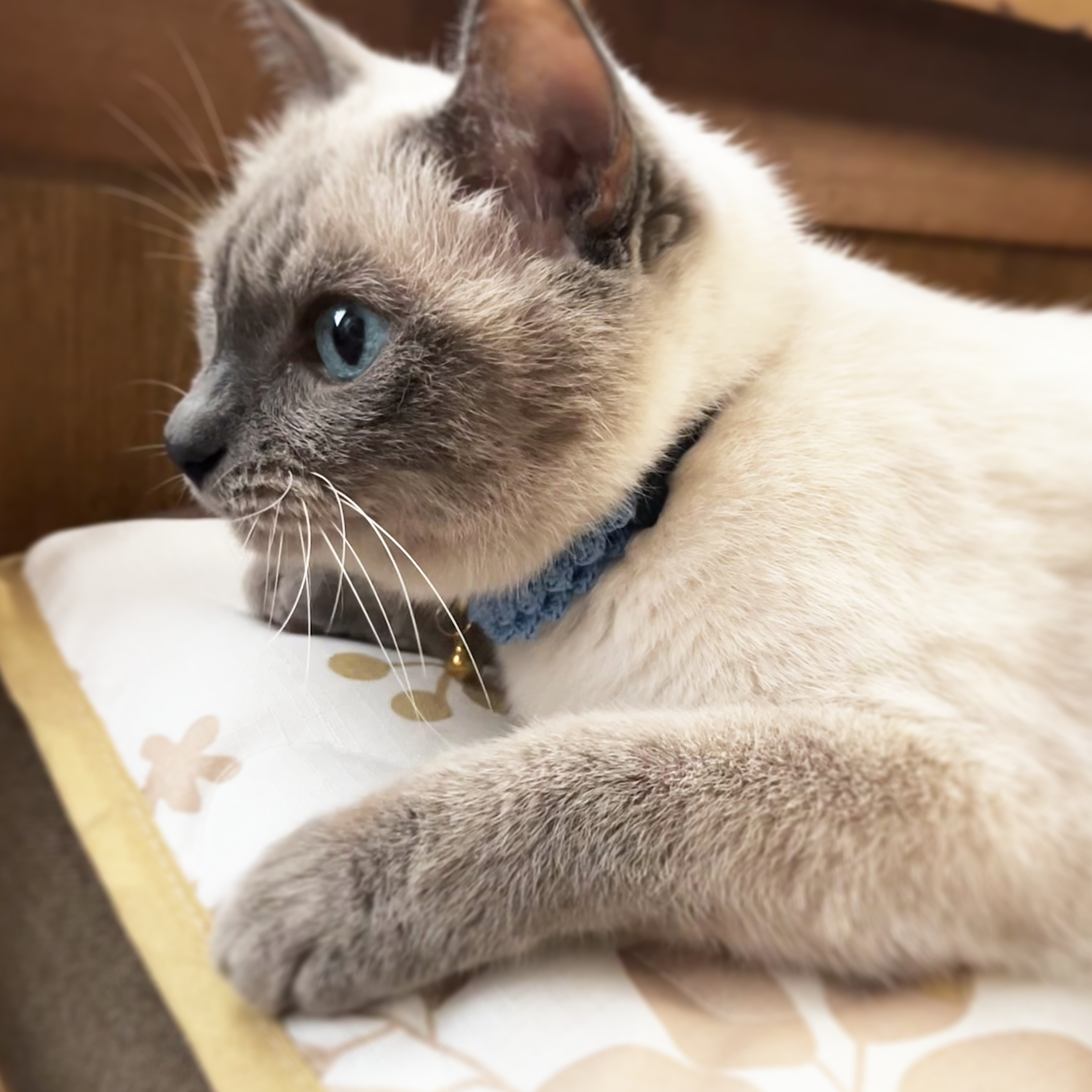 首輪を着けた猫